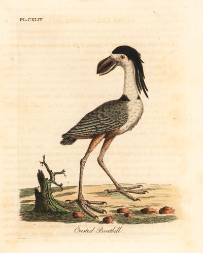 Båtnäbbhäger, Cochlearius cochlearius (krönt näbb eller kinernäbb, Cancroma cochlearia). Handfärgad kopparplåt ritad och graverad av John Latham från hans egen A General History of Birds, Winchester av John Latham