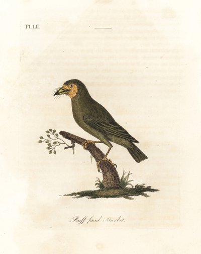 Brunhårig barbet, Megalaima zeylanica? (Buff-faced barbet, Bucco lathami). Från ett exemplar märkt Megalaima lathami i British Museum. Handfärgad kopparplåt ritad och graverad av John Latham från hans egen A General History of Birds, Winchester av John Latham