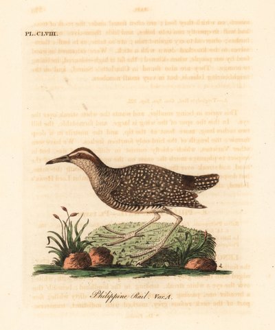 Buff-banded räls, Gallirallus philippensis (filippinsk räls, Rallus philippensis). Handfärgad kopparplåt ritad och graverad av John Latham från hans egen A General History of Birds, Winchester av John Latham