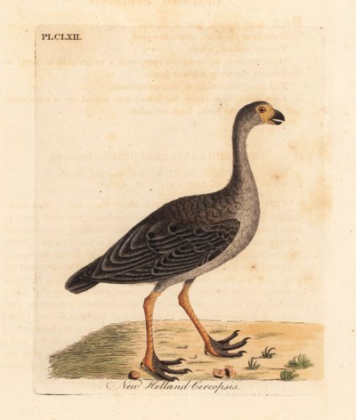 Kapbar gås, Cereopsis novae hollandiae (New Holland cereopsis). Handfärgad kopparplåt ritad och graverad av John Latham från hans egen A General History of Birds, Winchester av John Latham