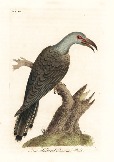 Kanalnäbbgök, Scythrops novaehollandiae (australasisk kanalnäbb, näshornsfågel). Handfärgad kopparplåt ritad och graverad av John Latham från hans egen A General History of Birds, Winchester av John Latham