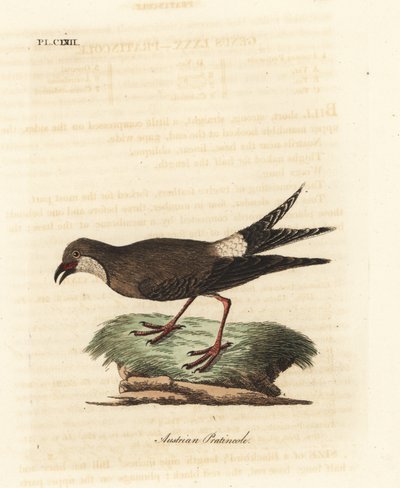 Kragepratincole, Glareola pratincola (österrikisk pratincole, Glareola austriaea). Handfärgad kopparplåt ritad och graverad av John Latham från hans egen A General History of Birds, Winchester av John Latham