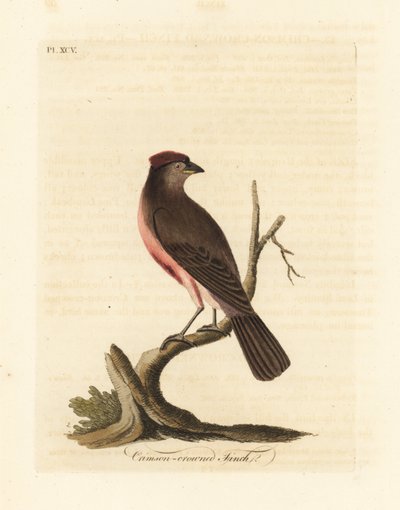 Vanlig rödspov, Carduelis flammea (Crimson-crowned finch, Fringilla flammea). Handfärgad kopparplåt ritad och graverad av John Latham från hans egen A General History of Birds, Winchester av John Latham