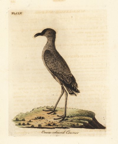 Krämfärgad kurser, Cursorius cursor (Cursorius europaeus). Handfärgad kopparplåt ritad och graverad av John Latham från hans egen A General History of Birds, Winchester av John Latham