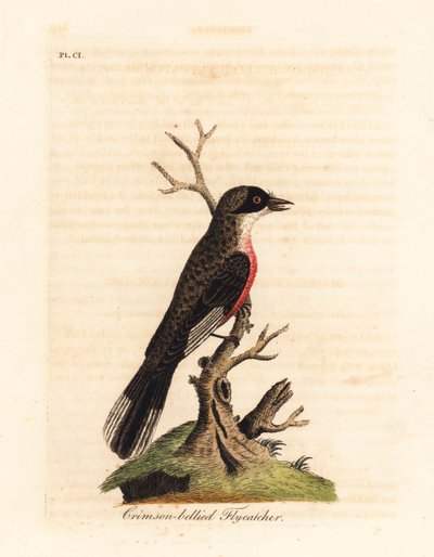 Crimson-bellied flugsnappare, Muscicapa coccinigastra. Okända fågelarter kopierade från en illustration av Port Jackson Painter. Handfärgad kopparplåt ritad och graverad av John Latham från hans egen A General History of Birds, Winchester av John Latham