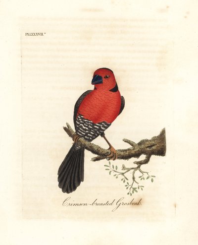 Crimson-breasted gronbeak. Okända eller möjligen utdöda arter av grobeak hemma i Afrika. Handfärgad kopparplåt ritad och graverad av John Latham från hans egen A General History of Birds, Winchester av John Latham