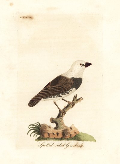 Diamantbrändstjärt, Stagonopleura guttata (fläckig snäbb, Fringilla leucocephala). Handfärgad kopparplåt ritad och graverad av John Latham från hans egen A General History of Birds, Winchester av John Latham