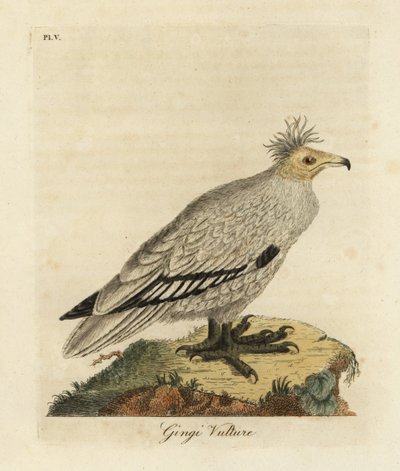 Egyptisk gam, Neophron percnopterus ginginianus.1824 (gravyr) av John Latham