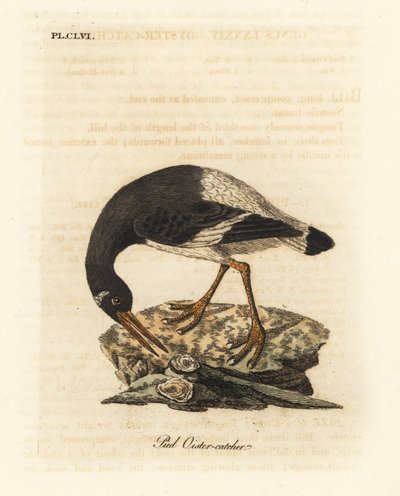 Eurasisk eller fotsnappare, Haematopus ostralegus. Handfärgad kopparplåt ritad och graverad av John Latham från hans egen A General History of Birds, Winchester av John Latham