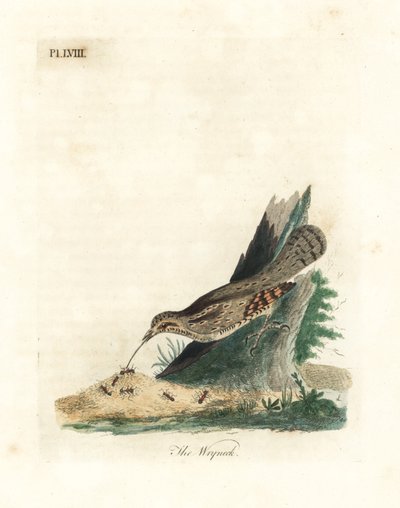 Eurasian wryneck, Jynx torquilla (Junx torquilla). Handfärgad kopparplåt ritad och graverad av John Latham från hans egen A General History of Birds, Winchester av John Latham