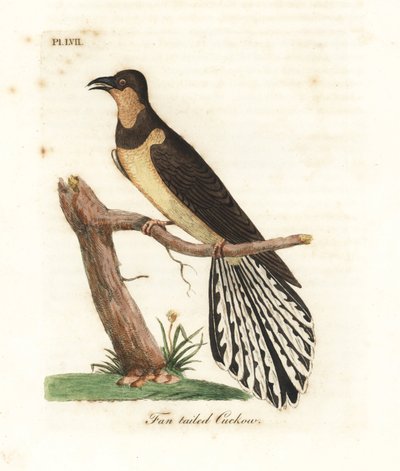 Fjädergöken, Cacomantis flabelliformis (Göksgöken, Cuculus flabelliformis). Handfärgad kopparplåt ritad och graverad av John Latham från hans egen A General History of Birds, Winchester av John Latham