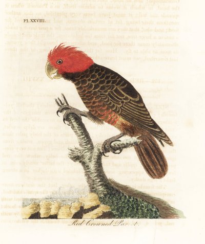 Gängkakadua, Callocephalon fimbriatum (rödkrönt papegoja, Psittacus galeatus). Handfärgad kopparplåt ritad och graverad av John Latham från hans egen A General History of Birds, Winchester av John Latham