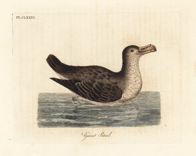 Jättepetrel, Macronectes giganteus (som Precellaria gigantea, fel för Procellaria gigantea). Handfärgad kopparplåt ritad och graverad av John Latham från hans egen A General History of Birds, Winchester av John Latham