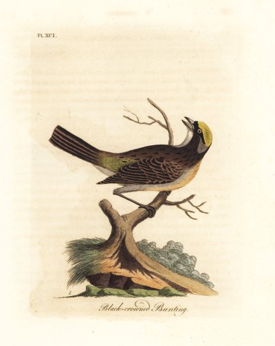 Guldkrönt sparv, Zonotrichia atricapilla (Svartkrönt bunting, Emberiza atricapilla). Handfärgad kopparplåt ritad och graverad av John Latham från hans egen A General History of Birds, Winchester av John Latham