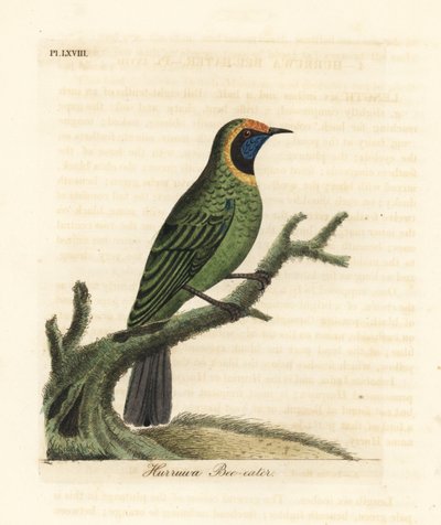 Guldfasad lövfågel, Chloropsis aurifrons. (Hurruwa biätare, Indien.) Handfärgad kopparplåt ritad och graverad av John Latham från hans egen A General History of Birds, Winchester av John Latham
