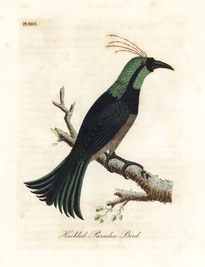 Hacklad paradisfågel, möjligen en hybrid eller utdöd art. Ritad från ett exemplar i samlingen av General Davies. Handfärgad kopparplåt ritad och graverad av John Latham från hans egen A General History of Birds, Winchester av John Latham