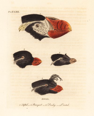 Huvuden av tofs lunnefågel, Fratercula cirrhata 1, parakit auklet, Aethia psittacula 2, och crested auklet, Aethia cristatella 3,4. (Tufted awk, Alca cirrhata 1, Papegoja awk, Alca psittacula 2, Dusky awk, Alca tetracula 3 och Crested awk, Alca cristatella av John Latham