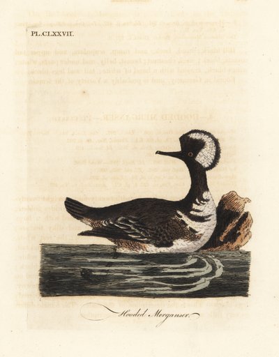 Huvhacka, Lophodytes cucullatus (Mergus cucullatus). Handfärgad kopparplåt ritad och graverad av John Latham från hans egen A General History of Birds, Winchester av John Latham