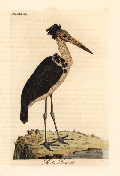 Mindre adjutant, Leptoptilos javanicus. Sårbar. (Modun skull.) Handfärgad kopparplåt ritad och graverad av John Latham från hans egen A General History of Birds, Winchester av John Latham