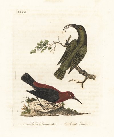 Mindre akialoa, Hemignathus obscurus (utdöd) och kardinalmyzomela, Myzomela cardinalis. (Grön honungsätare med kroknäbb, Certhia obscura, hemma på Hawaii, och kardinal honungsätare, Certhia cardinalis, hemma i Tanna, Vanuatu.) Handfärgad kopparplåt av John Latham
