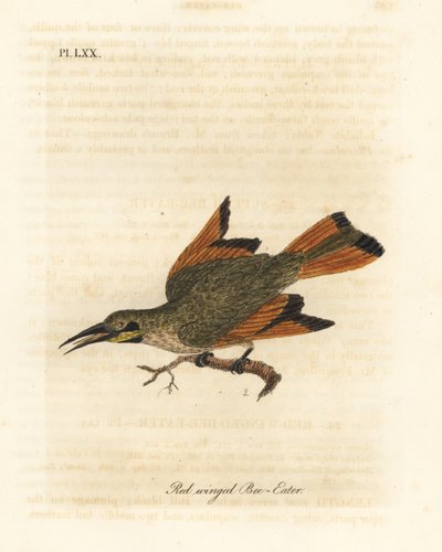 Liten biätare, Merops pusillus (Rödvingad biätare, Merops erythropterus). Afrika. Handfärgad kopparplåt ritad och graverad av John Latham från hans egen A General History of Birds, Winchester av John Latham