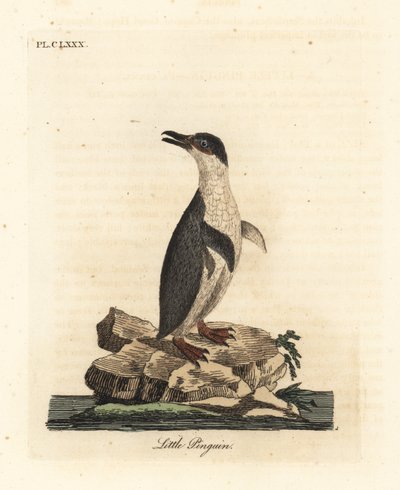 Liten pingvin, Eudyptula minor, eller vitflippad pingvin, Eudyptula minor albosignata (Aptenodytes minor). Handfärgad kopparplåt ritad och graverad av John Latham från hans egen A General History of Birds, Winchester av John Latham
