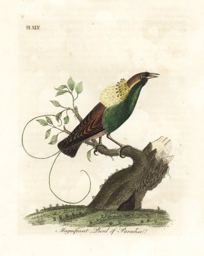 Storslagen paradisfågel, Diphyllodes magnificus (Paradisea magnifica). Handfärgad kopparplåt ritad och graverad av John Latham från hans egen A General History of Birds, Winchester av John Latham