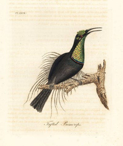 Magnifik gevärsfågel, Ptiloris magnificus (tuftad promerops). Ritad från ett exemplar i Bullock