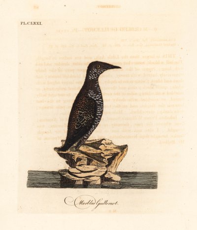 Marmorerad murrelet, Brachyramphus marmoratus. Utrotningshotad. (Marmorerad murrelet, Uria marmorata.) Handfärgad kopparplåt ritad och graverad av John Latham från hans egen A General History of Birds, Winchester av John Latham