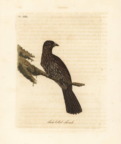 Nya Zeelands sydön piopio, Turnagra capensis. Utdöd. (Tjocknäbbstrast, Turdus crassirostris.) Handfärgad kopparplåt ritad och graverad av John Latham från hans egen A General History of Birds, Winchester av John Latham