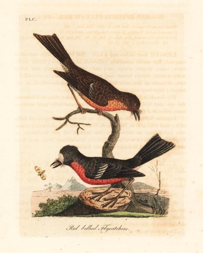 Norfolk Pacific robin, Petroica flerfärgad flerfärgad (Rödbukad flugsnappare, Muscicapa erythrogastra). Handfärgad kopparplåt ritad och graverad av John Latham från hans egen A General History of Birds, Winchester av John Latham
