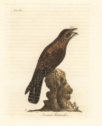 Nordlig potoo, Nyctibius jamaicensis (jamaicansk getsuckare, Caprimulgus jamaicensis). Handfärgad kopparplåt ritad och graverad av John Latham från hans egen A General History of Birds, Winchester av John Latham