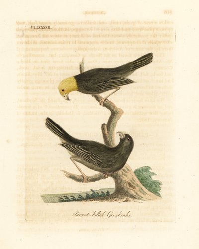 Eller, Psittirostra psittacea, hane (överst) och hona. Kritiskt hotad, möjligen utdöd. (Papegojnäbb, Loxia psittacea). Handfärgad kopparplåt ritad och graverad av John Latham från hans egen A General History of Birds, Winchester av John Latham