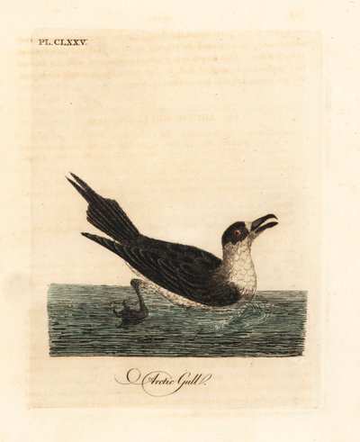 Parasitisk jägar, fjälljägare eller parasitisk jägar, Stercorarius parasiticus (fjällmås, Larus parasiticus). Handfärgad kopparplåt ritad och graverad av John Latham från hans egen A General History of Birds, Winchester av John Latham