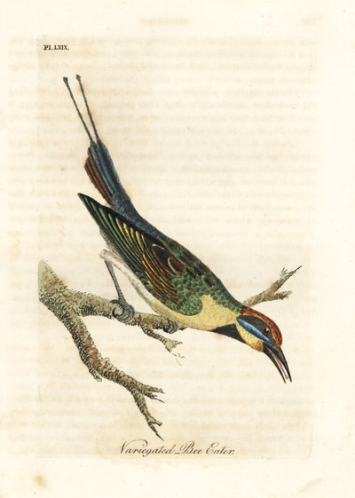 Regnbågsbiätare, Merops ornatus (brokig biätare). Australien. Handfärgad kopparplåt ritad och graverad av John Latham från hans egen A General History of Birds, Winchester av John Latham