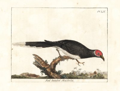 Röd-faced malkoha, Phaenicophaeus pyrrhocephalus. Sårbar. (Rödhövdad malkoha, Cuculus pyrrhocephalus.) Handfärgad kopparplåt ritad och graverad av John Latham från hans egen A General History of Birds, Winchester av John Latham