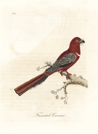 Rödhårig trogon, Harpactes erythrocephalus (Fasciated curucui, Trogon fasciatus). Handfärgad kopparplåt ritad och graverad av John Latham från hans egen A General History of Birds, Winchester av John Latham