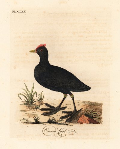 Rödknubbad sothöns eller krönt sothöns, Fulica cristata. Handfärgad kopparplåt ritad och graverad av John Latham från hans egen A General History of Birds, Winchester av John Latham