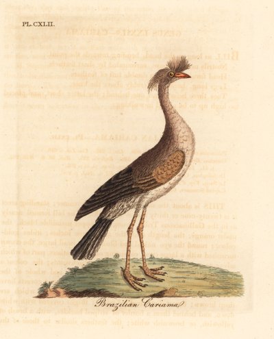 Rödbensseriema eller crested cariama, Cariama cristata (brasiliansk cariama, Palamedea cristata). Handfärgad kopparplåt ritad och graverad av John Latham från hans egen A General History of Birds, Winchester av John Latham