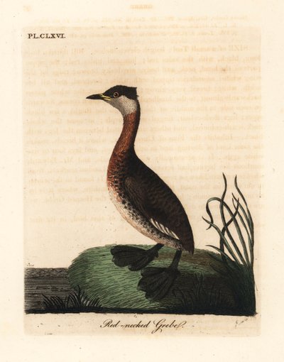 Rödhalsad dopping, Podiceps grisegena (Podiceps rubricollis). Handfärgad kopparplåt ritad och graverad av John Latham från hans egen A General History of Birds, Winchester av John Latham
