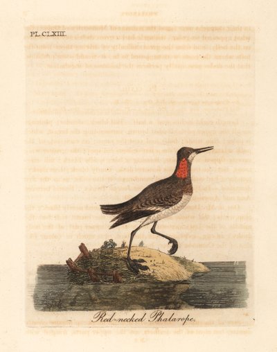 Rödhalsad phalarope, Phalaropus lobatus (Phalaropus hyperboreus). Handfärgad kopparplåt ritad och graverad av John Latham från hans egen A General History of Birds, Winchester av John Latham