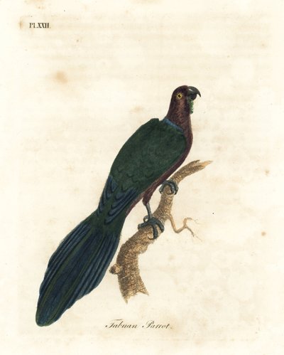 Röd lysande papegoja, Pyrrhulopsis tabuensis (Tabuan papegoja, Psittacus tabuensis). Handfärgad kopparplåt ritad och graverad av John Latham från hans egen A General History of Birds, Winchester av John Latham