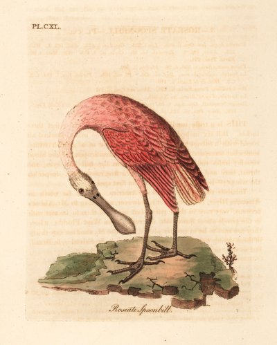 Roseate skednäbb, Platalea ajaja. Handfärgad kopparplåt ritad och graverad av John Latham från hans egen A General History of Birds, Winchester av John Latham