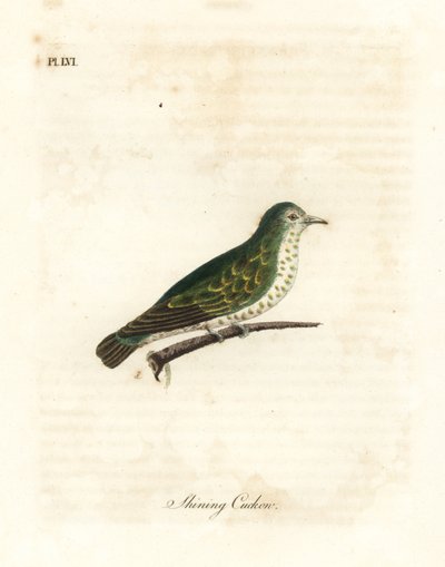 Glänsande bronsgök, Chrysococcyx lucidus (Länsgök, Cuculus lucidus). Handfärgad kopparplåt ritad och graverad av John Latham från hans egen A General History of Birds, Winchester av John Latham