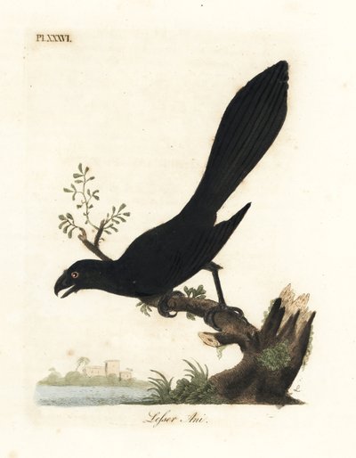 Slätnäbbad ani eller mindre ani, Crotophaga ani. Handfärgad kopparplåt ritad och graverad av John Latham från hans egen A General History of Birds, Winchester av John Latham