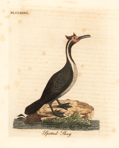 Fläckig shag eller parekareka, Phalacrocorax punctatus (Pelecanus punctatus). Handfärgad kopparplåt ritad och graverad av John Latham från hans egen A General History of Birds, Winchester av John Latham
