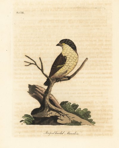 Strimig pardalote, Pardalotus striatus (Randhövdad manakin, Pipra striata). Handfärgad kopparplåt ritad och graverad av John Latham från hans egen A General History of Birds, Winchester av John Latham