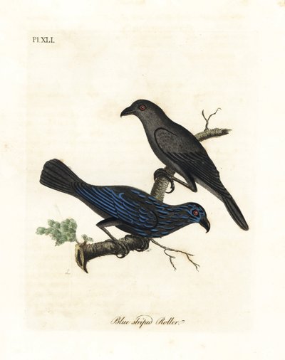 Strimig stare, Aplonis striata (Blårandig rulle, Coracias striata). Handfärgad kopparplåt ritad och graverad av John Latham från hans egen A General History of Birds, Winchester av John Latham