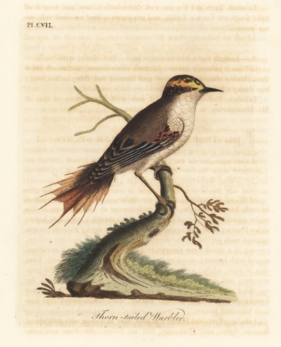 Törnsvansrayadito, Aphrastura spinicauda (Törnstjärtsångare, Sylvia spinicauda). Handfärgad kopparplåt ritad och graverad av John Latham från hans egen A General History of Birds, Winchester av John Latham