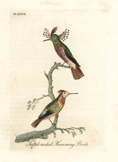 Tuftade tuppar, Lophornis ornatus (Tufhalsade kolibrier, Trochilus ornatus). Man och kvinna. Handfärgad kopparplåt ritad och graverad av John Latham från hans egen A General History of Birds, Winchester av John Latham